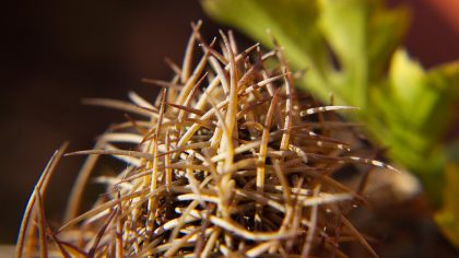 Macro Photo Shooting